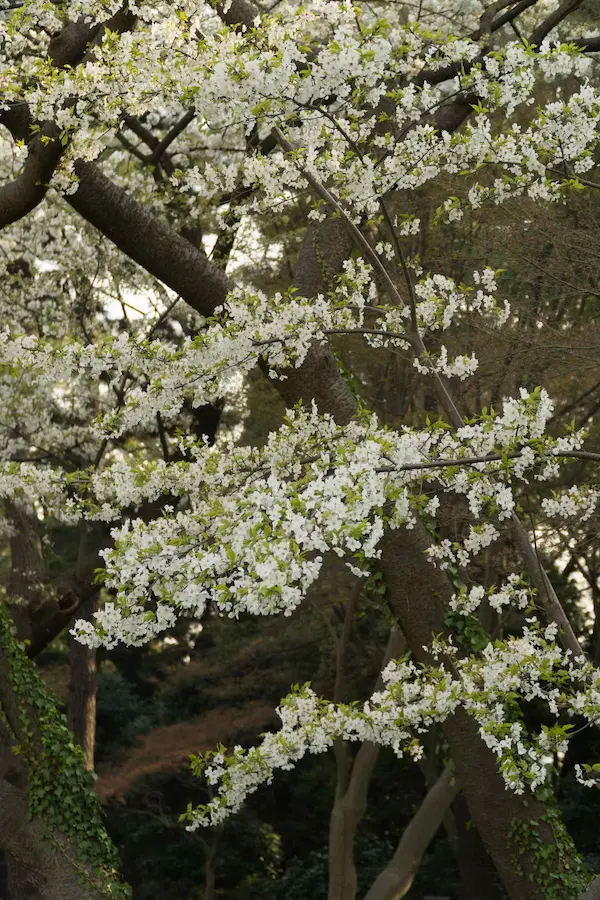 White blossom (3)